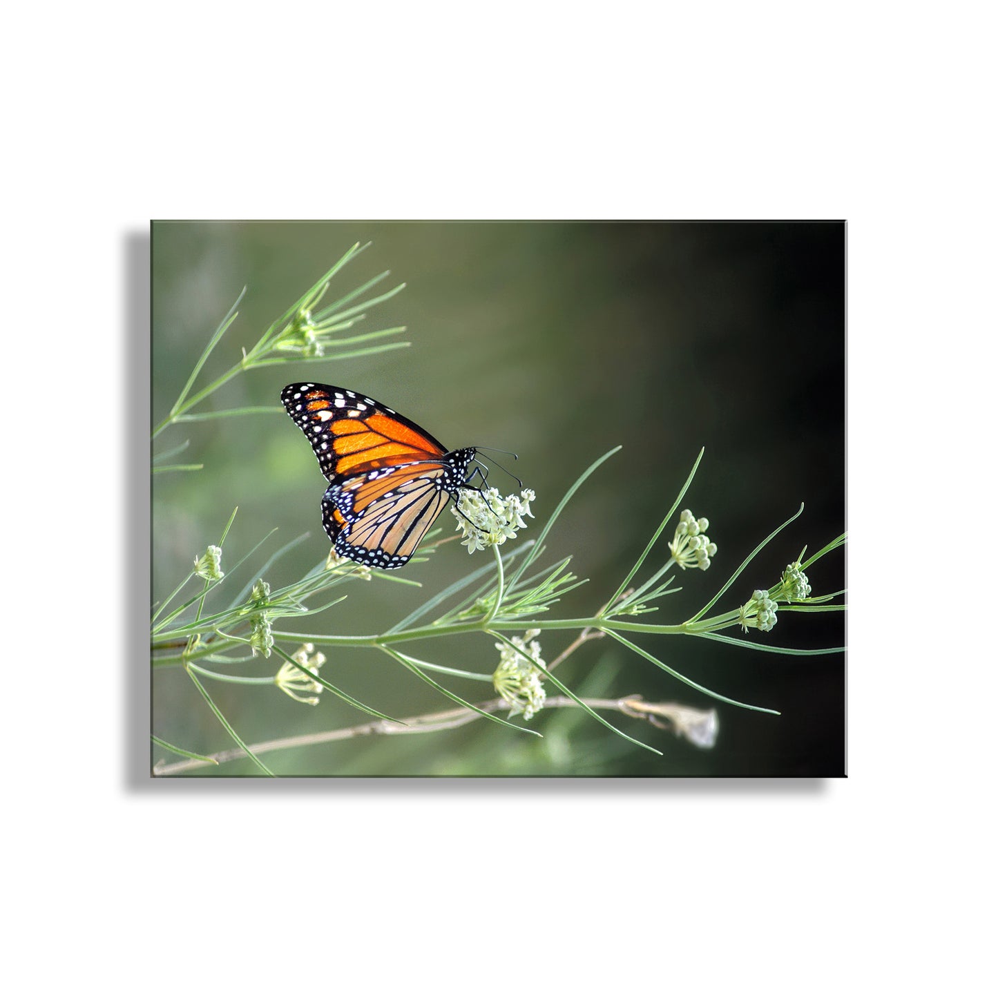 Monarch butterfly on a branch with green leaves and flowers. My marvelous monarch butterfly artwork for your viewing enjoyment! I captured this scene amongst the milkweed in the Canelo Hills of the Arizona-Mexican border, planet Earth. This precious creature is declining in numbers due to pesticide pollution and loss of habitat. Please support monarch recovery!&nbsp;Original, unique signed art by Murray Bolesta.