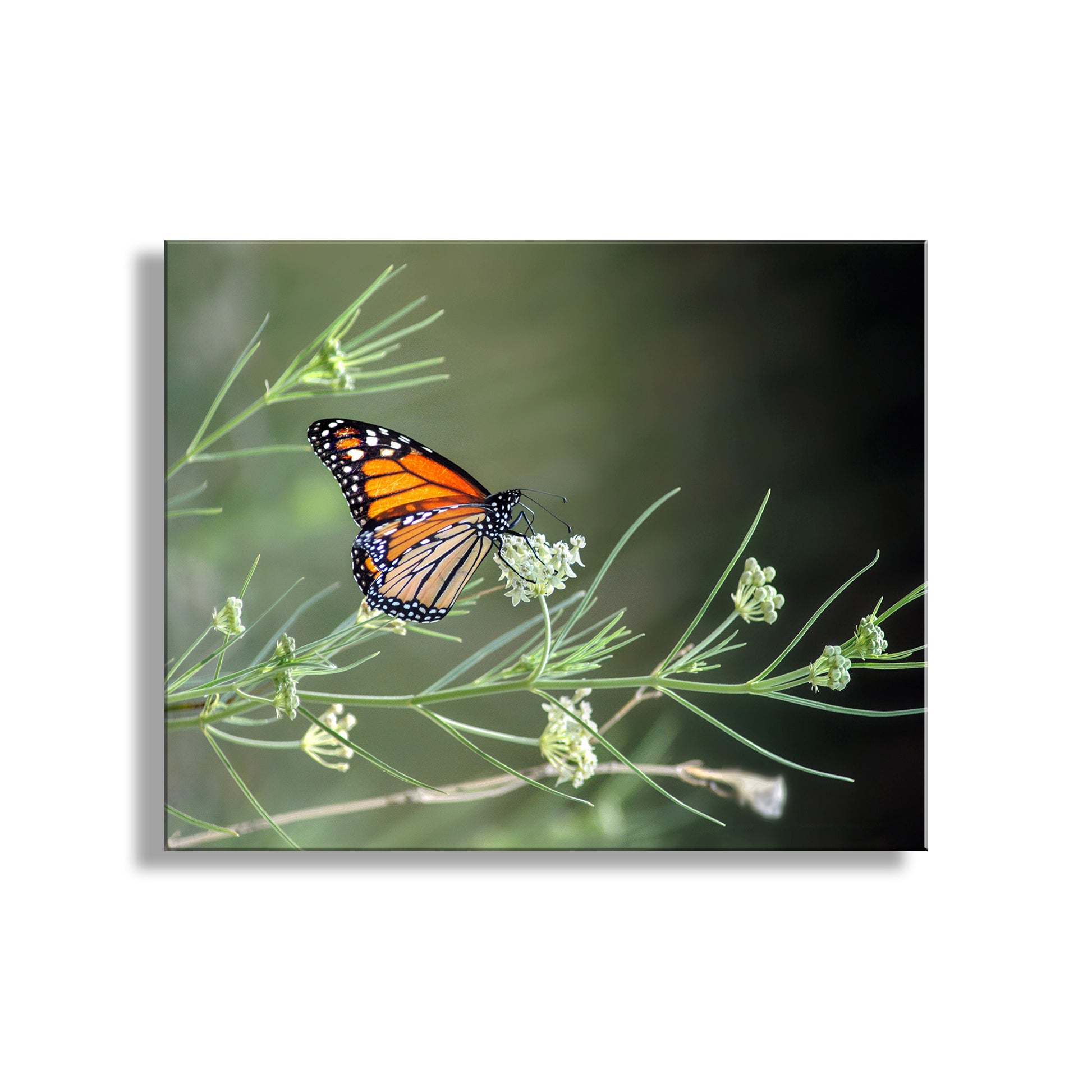 Monarch butterfly on a branch with green leaves and flowers. My marvelous monarch butterfly artwork for your viewing enjoyment! I captured this scene amongst the milkweed in the Canelo Hills of the Arizona-Mexican border, planet Earth. This precious creature is declining in numbers due to pesticide pollution and loss of habitat. Please support monarch recovery!&nbsp;Original, unique signed art by Murray Bolesta.