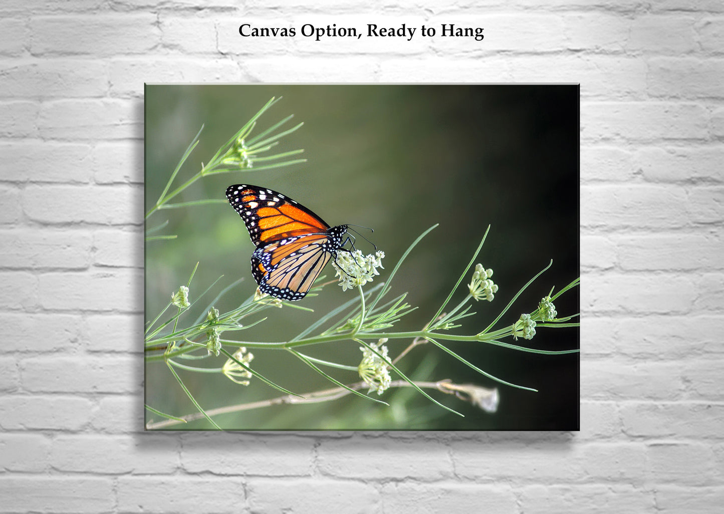 Monarch Butterfly Photography Print with Milkweed as Wall Decor