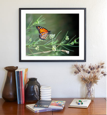 Monarch Butterfly Photography Print with Milkweed as Wall Decor
