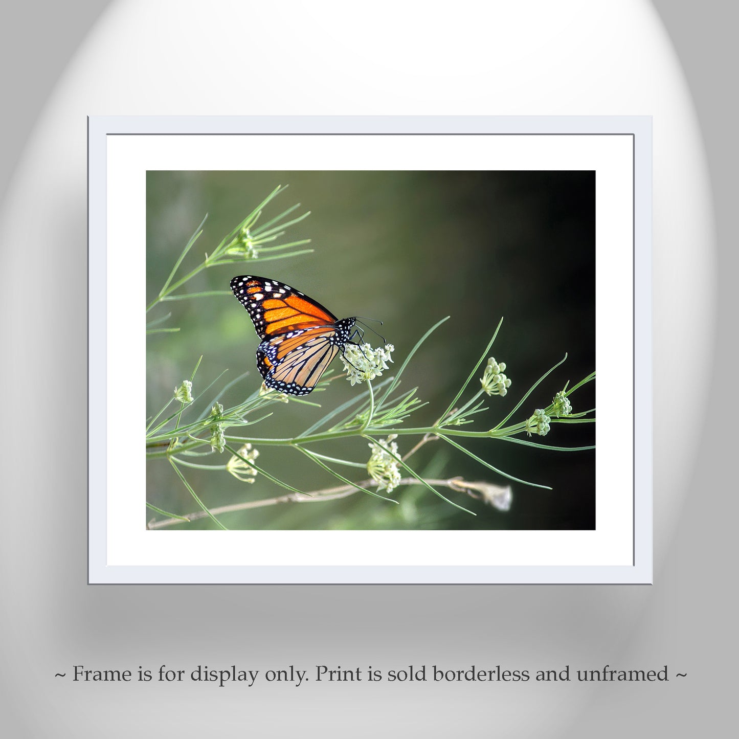 Monarch Butterfly Photography Print with Milkweed as Wall Decor