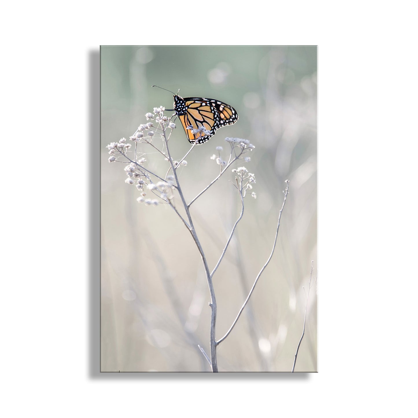 Monarch butterfly on a white flower against a blurred natural background. Beautiful butterfly! My marvelous Monarch butterfly art print to grace your walls. This endangered butterfly was captured on camera by me amongst the milkweed in the pristine San Rafael Valley of the Arizona-Mexican border. Original, unique signed art by Murray Bolesta!