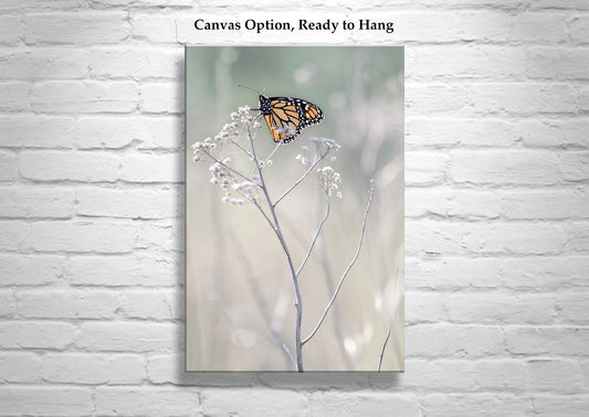Monarch Butterfly Wall Art Print as Elegant Nature Decor
