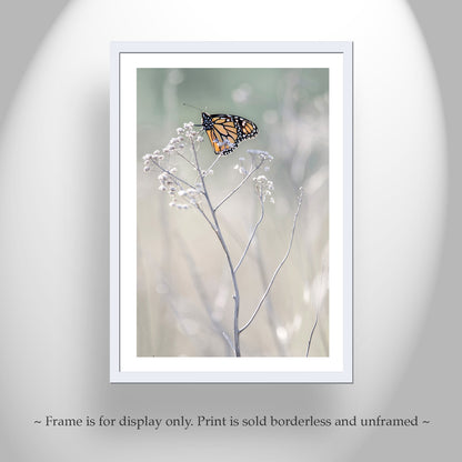 Monarch Butterfly Wall Art Print as Elegant Nature Decor