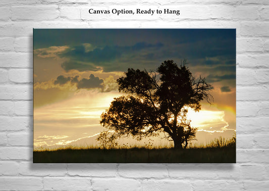 Oak Tree Sunset Silhouette Art at Arizona Mexico Border | San Rafael Valley