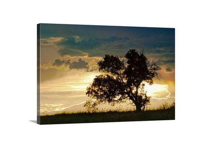 Silhouette of a tree against a sunset sky with clouds. Oak Tree Sunset Silhouette Art at Arizona Mexico Border | San Rafael Valley