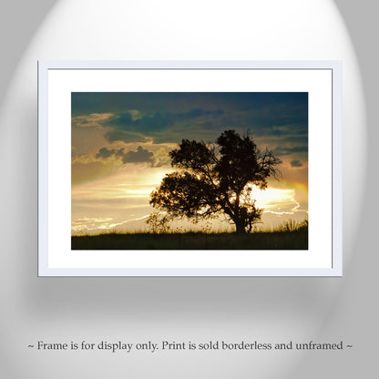 Oak Tree Sunset Silhouette Art at Arizona Mexico Border | San Rafael Valley