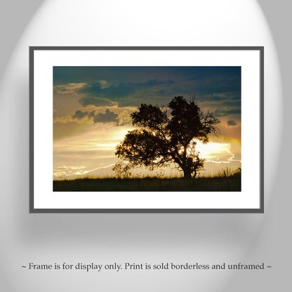 Oak Tree Sunset Silhouette Art at Arizona Mexico Border | San Rafael Valley