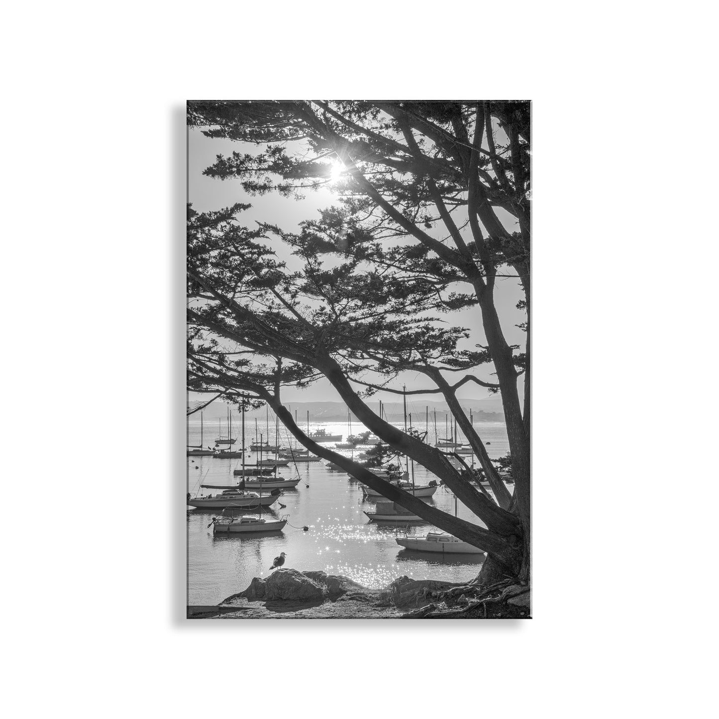 Black and white photo of a marina with boats and trees, framed by a tree branch. Black & White Monterey Bay California Photography Print