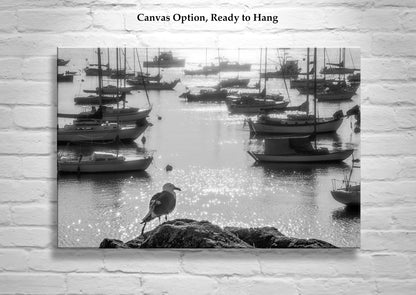 Monterey Bay Marina Art Print with Sailboats as Nautical Home Decor in Black & White