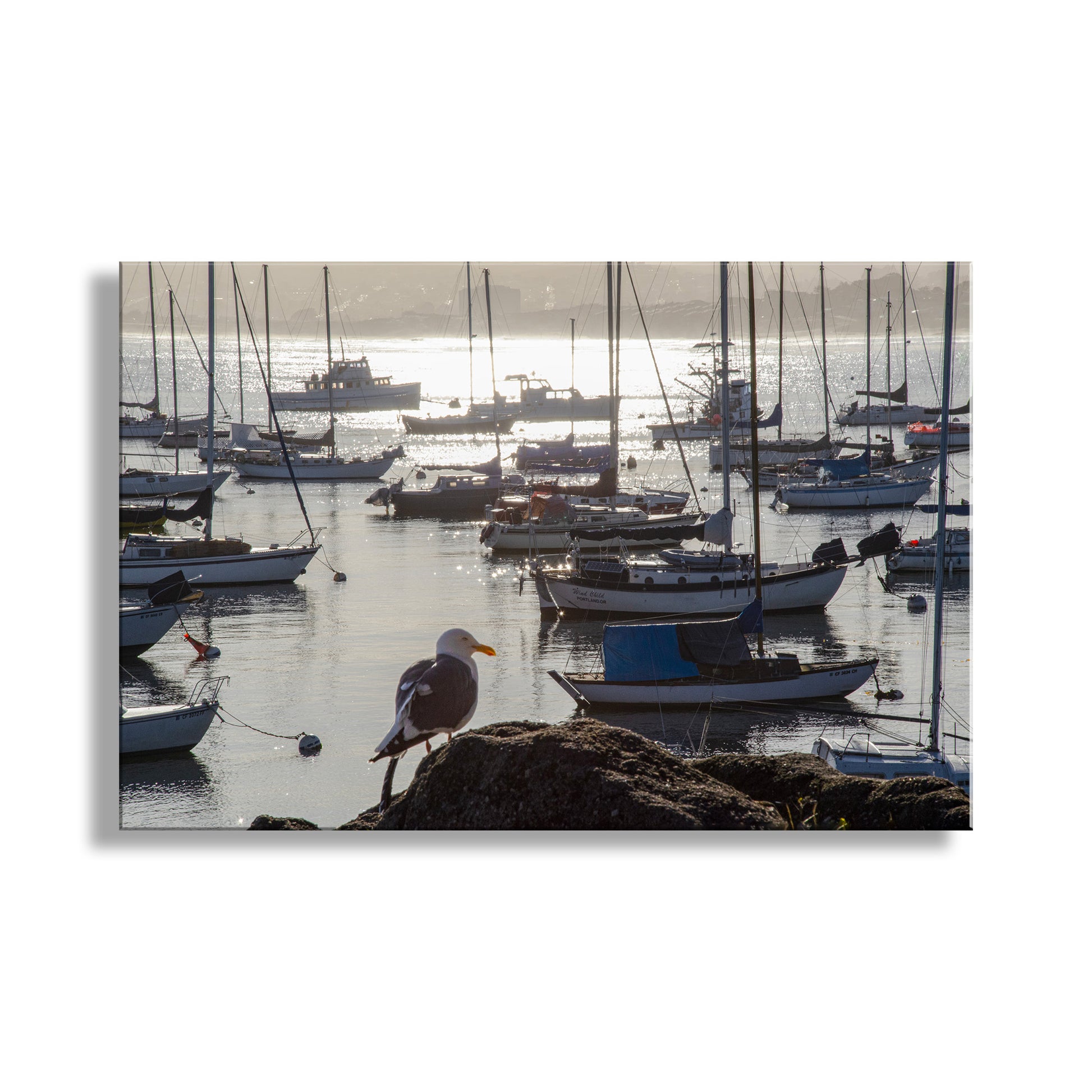 Seagull perched on a rock with boats in the background at sunset. Beautiful seaside California. My elegant Monterey Bay picture for your walls with the brilliant golden morning sun. A lone seagull intervenes. Original, unique signed art by Murray Bolesta!
