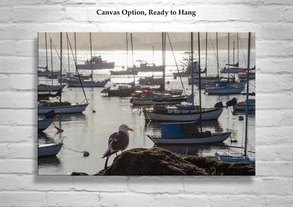 Monterey Bay Marina Art Print with Sailboats as Wall Decor | Golden Sunrise
