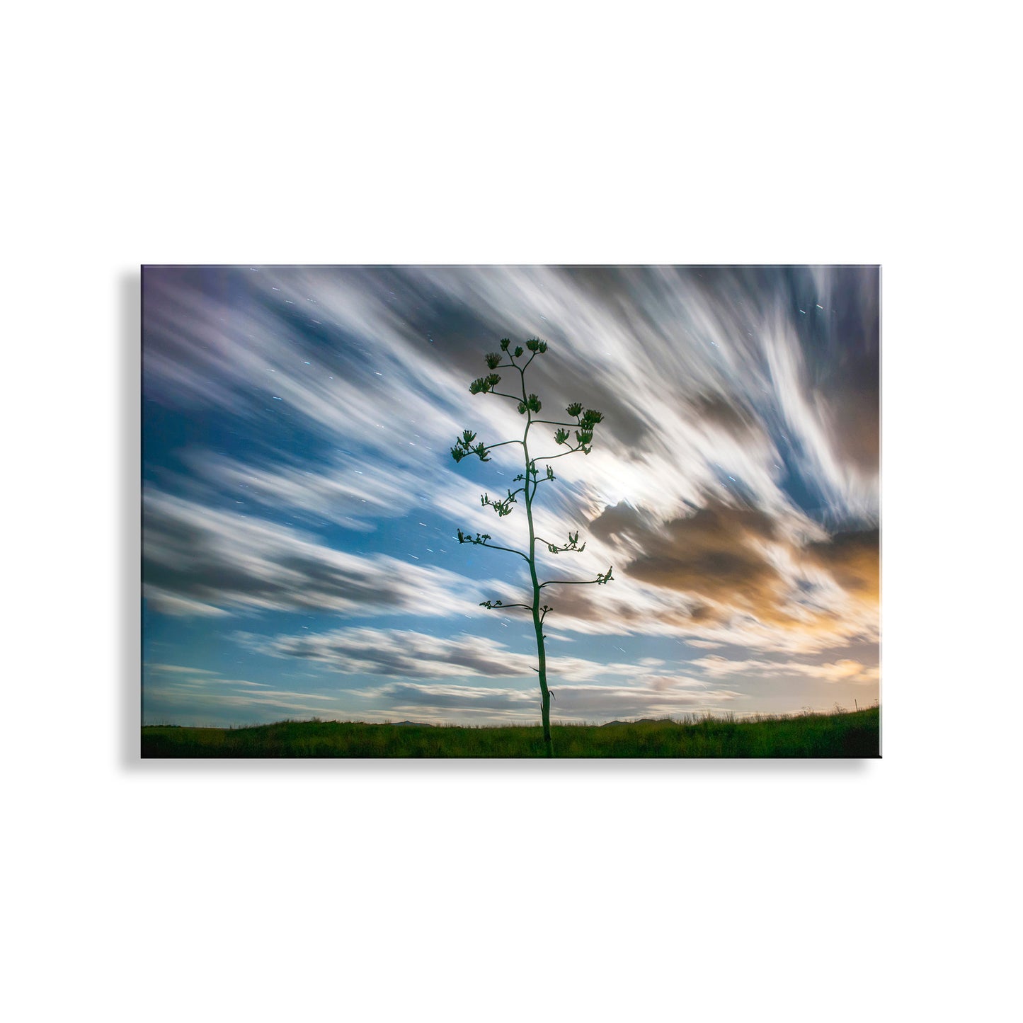 Single tree against a dynamic sky with long exposure effects. Desert Moon Night Photography with Arizona Agave Century Plant