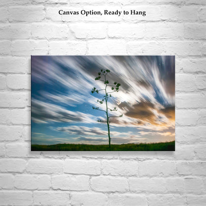 Desert Moon Night Photography with Arizona Agave Century Plant