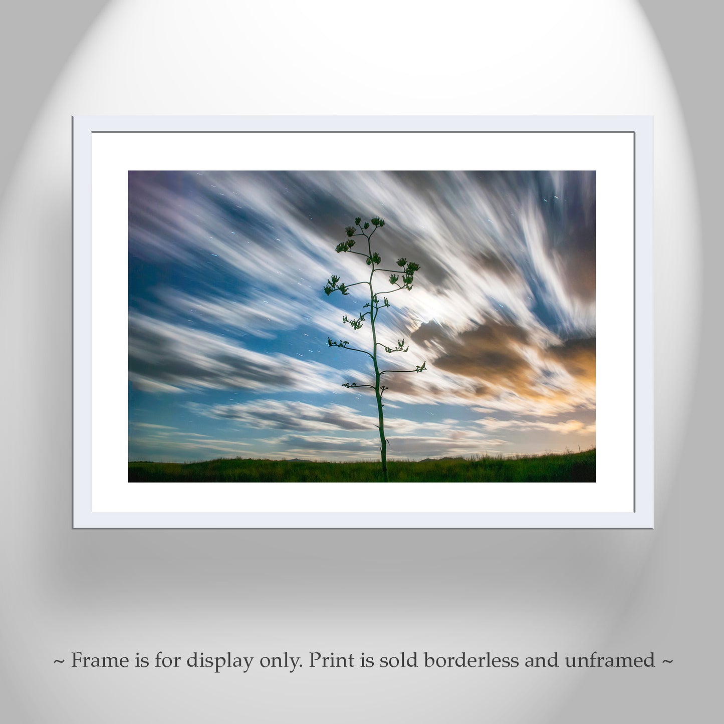 Desert Moon Night Photography with Arizona Agave Century Plant