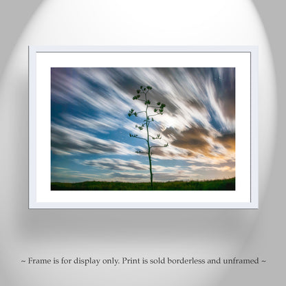 Desert Moon Night Photography with Arizona Agave Century Plant