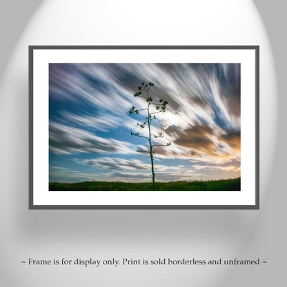 Desert Moon Night Photography with Arizona Agave Century Plant
