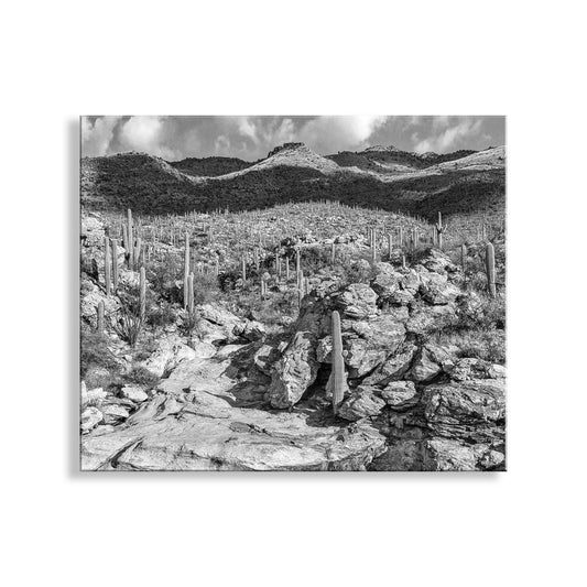 Desert Wall Decor with Black and White Tucson Arizona Landscape