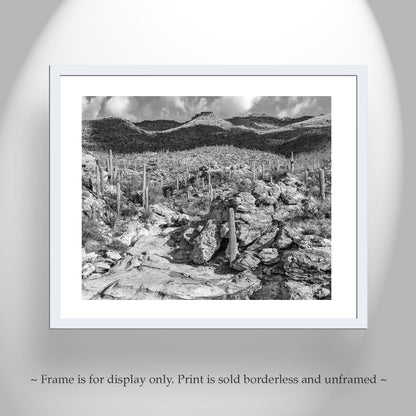 Desert Wall Decor with Black and White Tucson Arizona Landscape