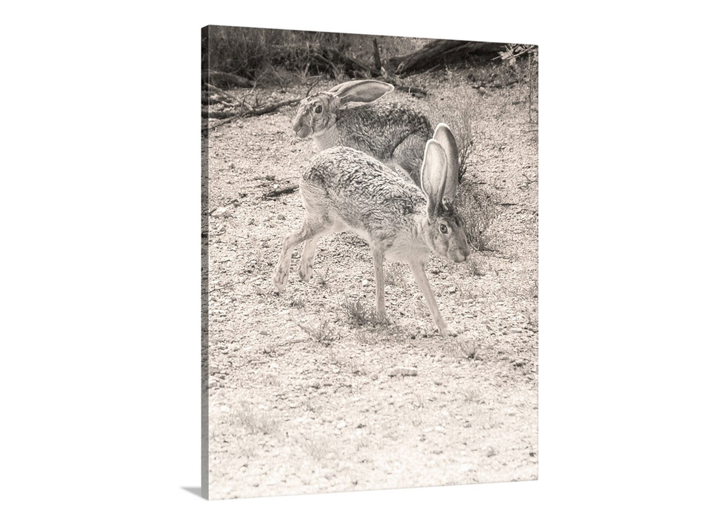 Two hares in a natural setting with a sepia tone. My cute rabbit pic for your enjoyment! While in Arizona USA's Saguaro National Park, I happened upon these two in the midst of a dalliance. After a quick picture, I promptly left them alone in private! Original, unique signed art by Murray Bolesta.