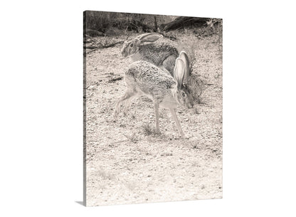 Two hares in a natural setting with a sepia tone. My cute rabbit pic for your enjoyment! While in Arizona USA's Saguaro National Park, I happened upon these two in the midst of a dalliance. After a quick picture, I promptly left them alone in private! Original, unique signed art by Murray Bolesta.