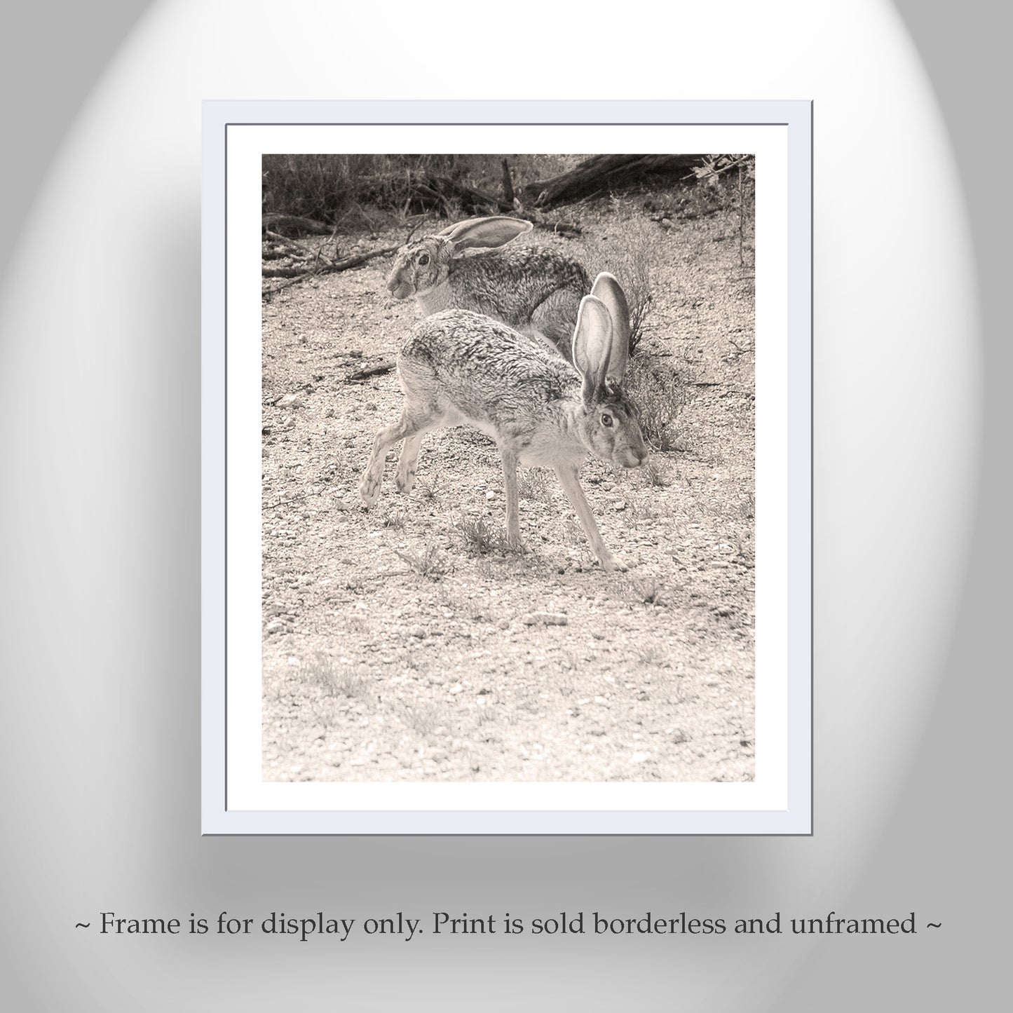 Jackrabbit Picture in Tucson Arizona Desert with Mating Dance