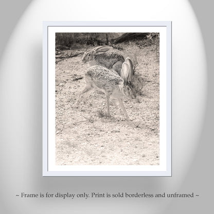 Jackrabbit Picture in Tucson Arizona Desert with Mating Dance