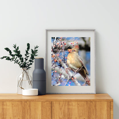 Cardinal Bird Nature Photo Print as Avian Wall Decor