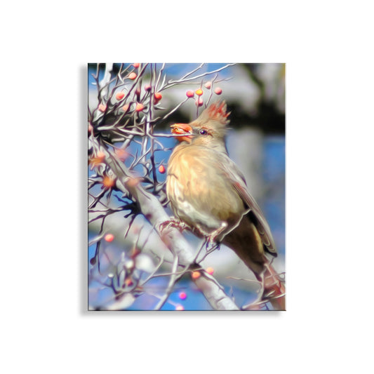 Cardinal Bird Nature Photo Print as Avian Wall Decor