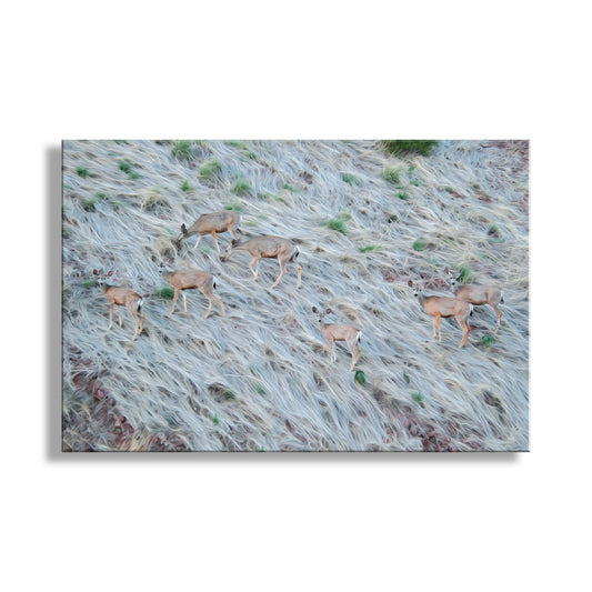 A rectangular wall art print showing a high-angle aerial view of several light brown deer walking across pale, dry grass, displayed against a white background with a soft drop shadow. Whoever heard of a herd of deer on a grassy slope at Muleshoe Ranch? Me! I captured this splendid image in south-central Arizona USA. Original, unique signed art by Murray Bolesta!