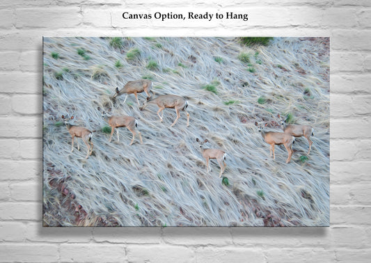 Painterly Wildlife Photography with Herd of Arizona Deer at Muleshoe Ranch