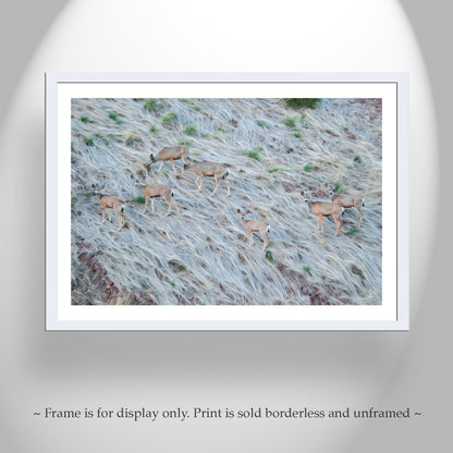 Painterly Wildlife Photography with Herd of Arizona Deer at Muleshoe Ranch