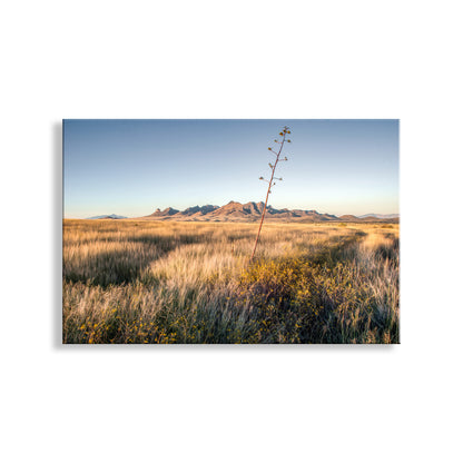 Desert landscape with a lone agave plant and mountains in the background. Fine Art Landscape Wall Decor with Southern Arizona Grasslands Prairie