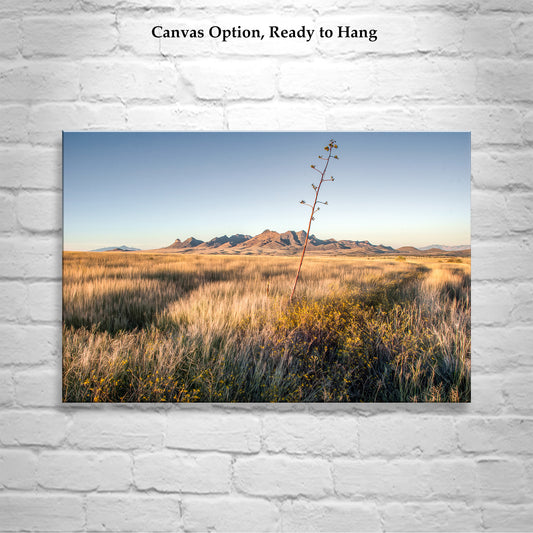 Fine Art Landscape Wall Decor with Southern Arizona Grasslands Prairie