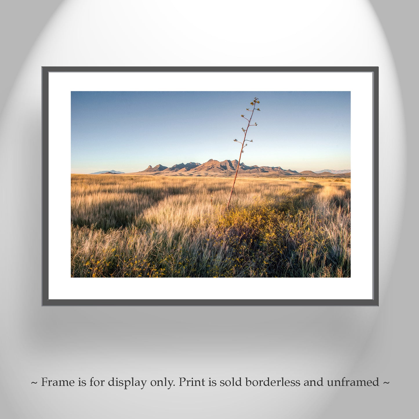Fine Art Landscape Wall Decor with Southern Arizona Grasslands Prairie