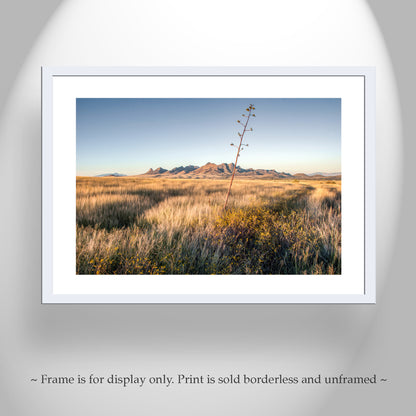 Fine Art Landscape Wall Decor with Southern Arizona Grasslands Prairie