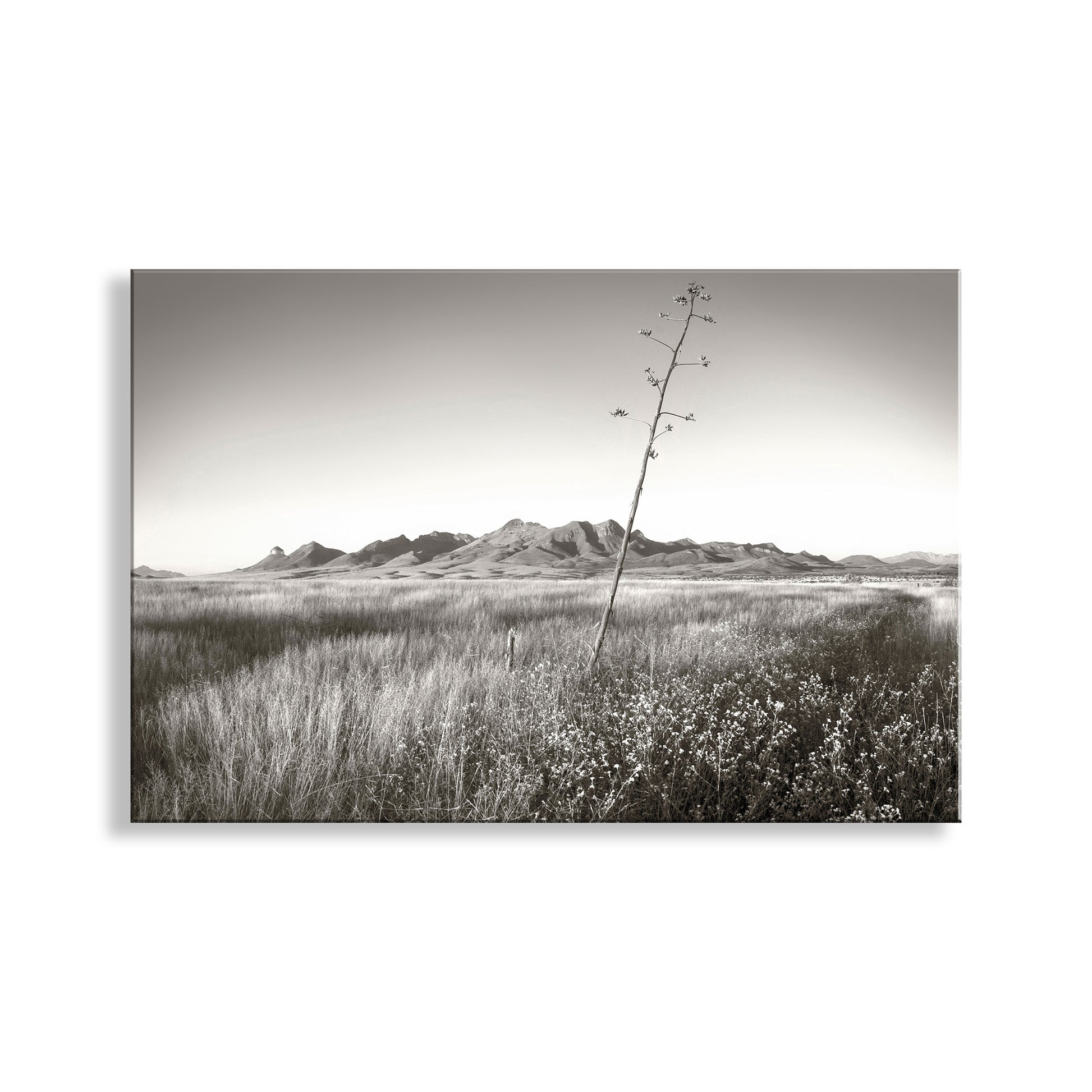 Black and white landscape with a lone plant in a field and mountains in the background. Western Landscape Wall Decor with Southern Arizona Grasslands