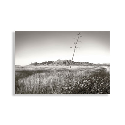 Black and white landscape with a lone plant in a field and mountains in the background. Western Landscape Wall Decor with Southern Arizona Grasslands