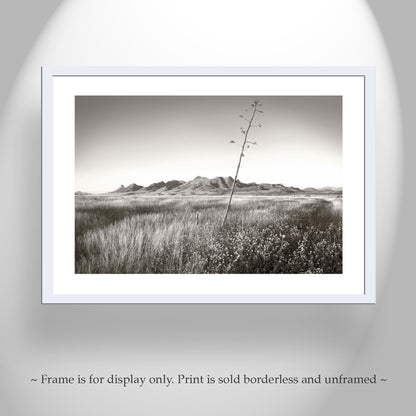 Western Landscape Wall Decor with Southern Arizona Grasslands
