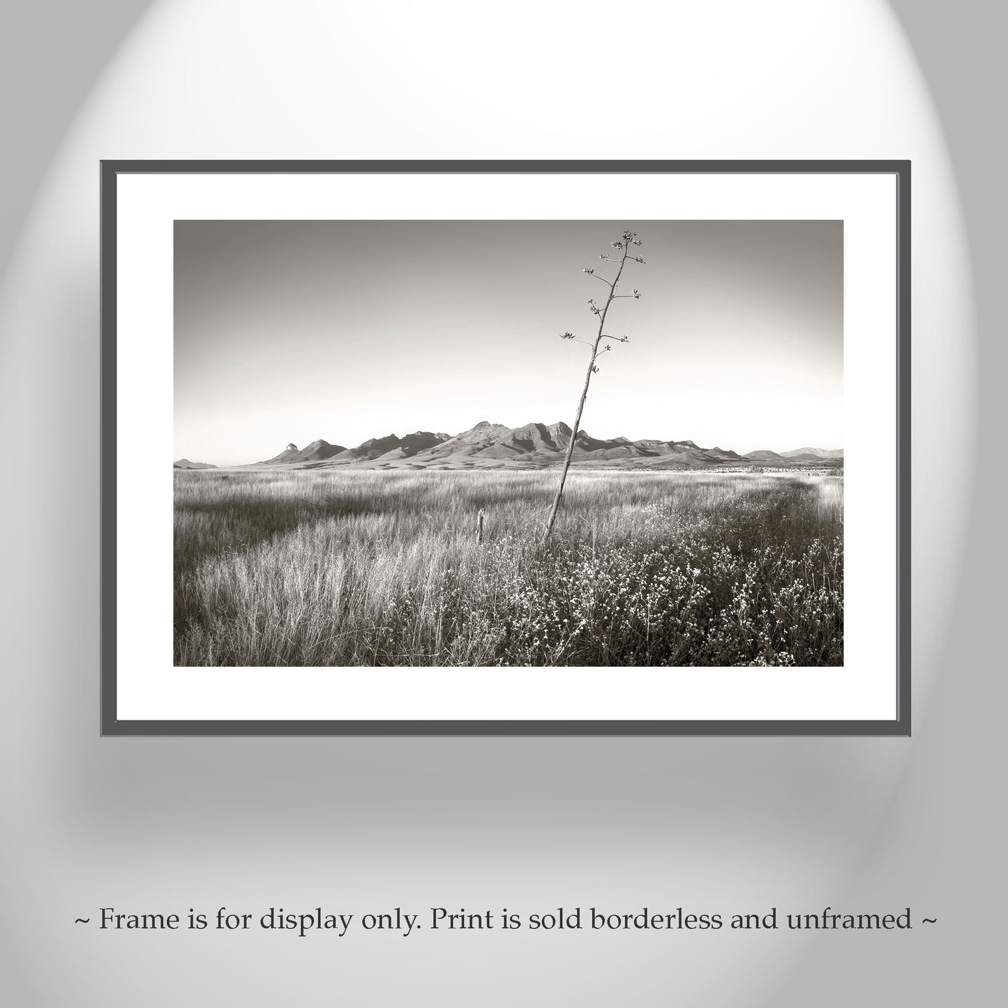 Western Landscape Wall Decor with Southern Arizona Grasslands