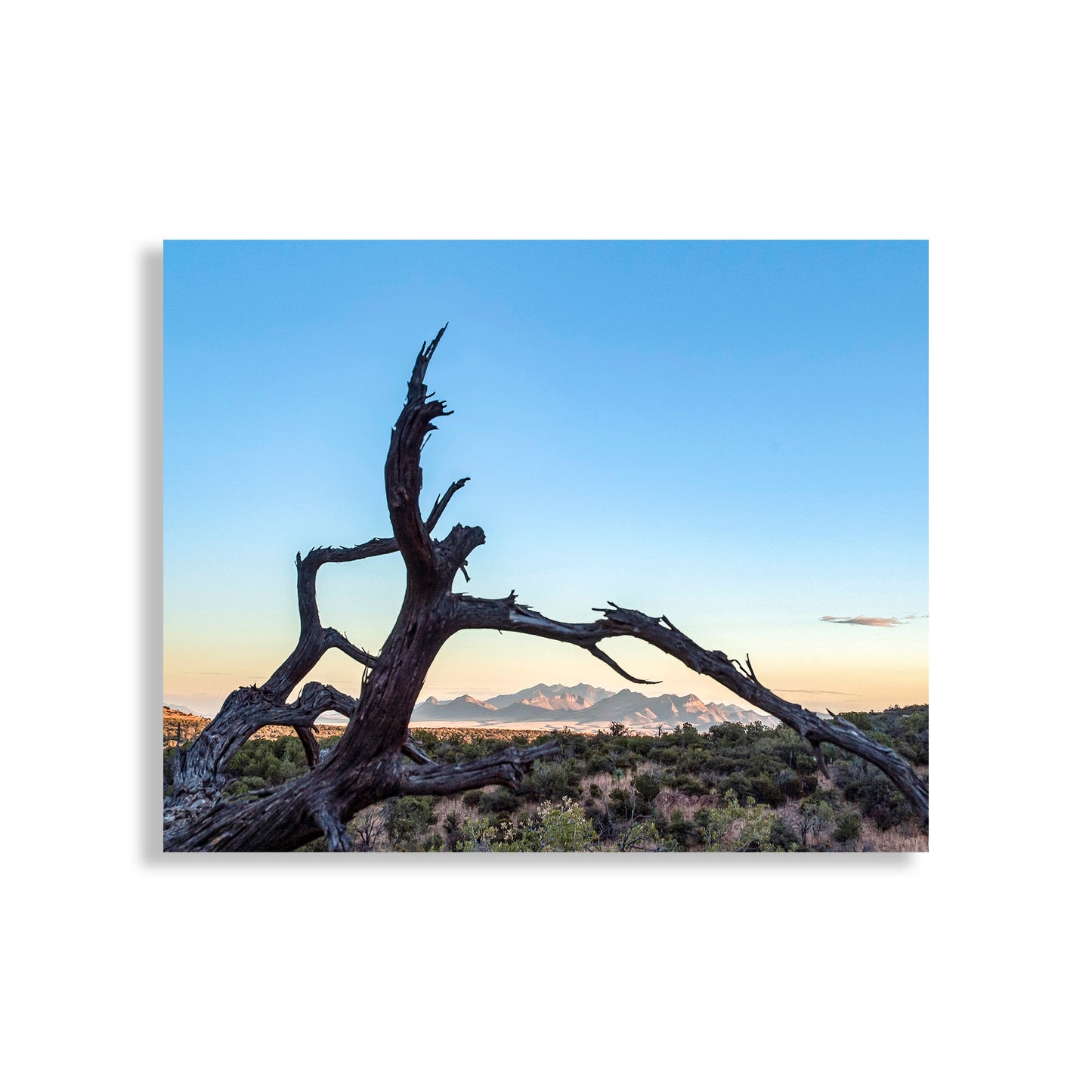 Dead tree branch with a mountain range and blue sky in the background, Western Wall Decor | Fine Art Arizona Landscape & Deadwood Silhouette
