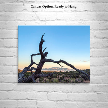 Western Wall Decor | Fine Art Arizona Landscape & Deadwood Silhouette