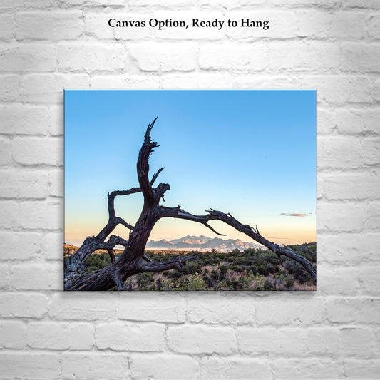 Western Wall Decor | Fine Art Arizona Landscape & Deadwood Silhouette