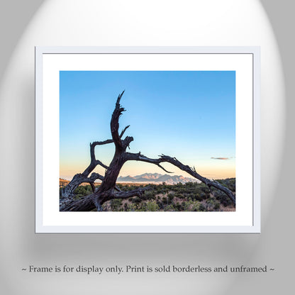 Western Wall Decor | Fine Art Arizona Landscape & Deadwood Silhouette