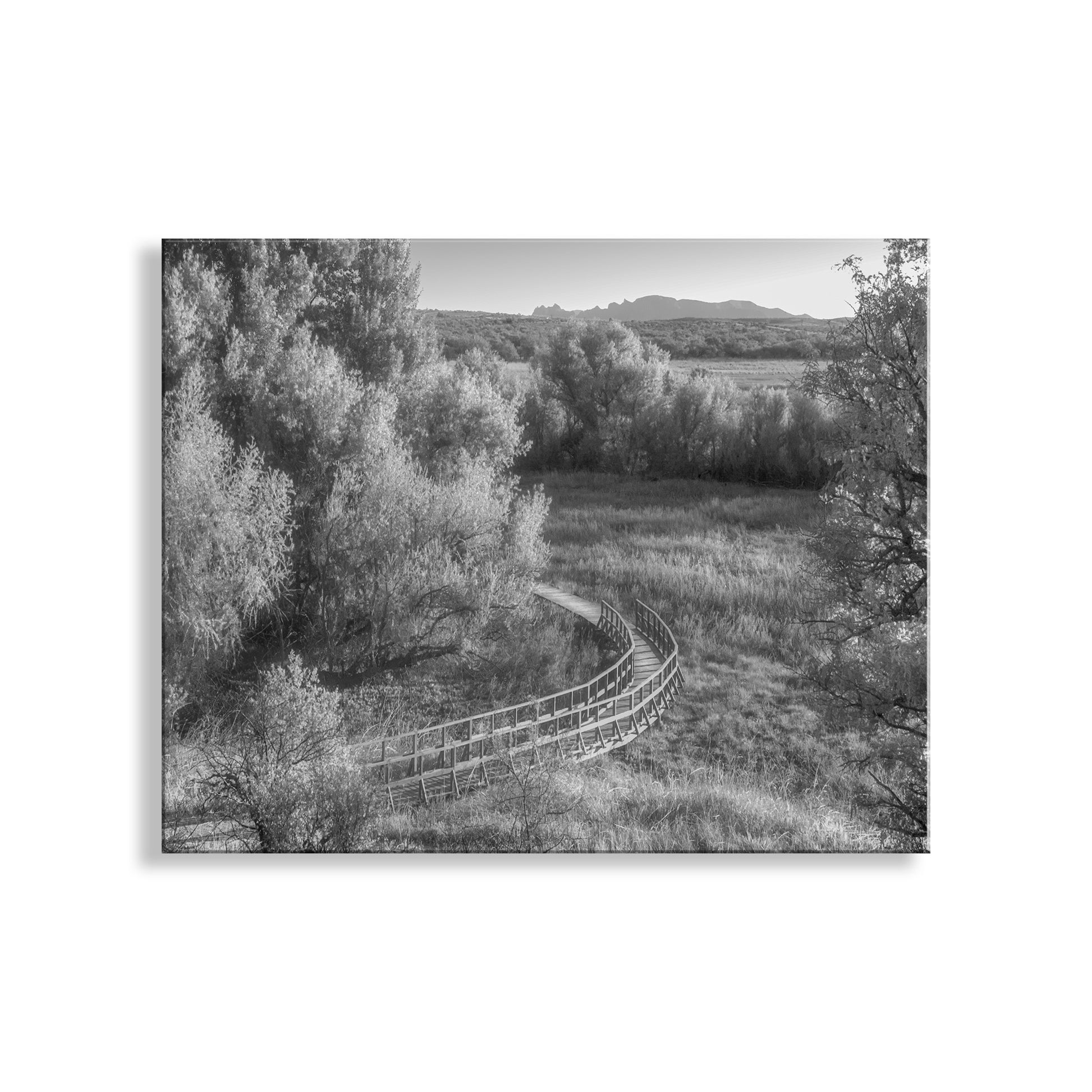 Black and white landscape with a curved fence and trees. Wetlands Landscape Photograph in Dreamy Black and White with Grasslands Nature Trail