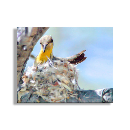 Hummingbird Nest Bird Art Photography Print