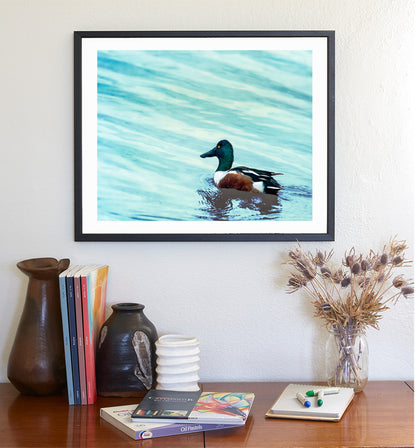 Minimalist Duck Bird Art Print as Wildlife Wall Decor