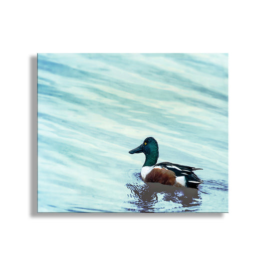 Minimalist Duck Bird Art Print as Wildlife Wall Decor