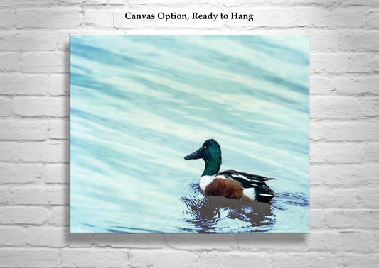 Minimalist Duck Bird Art Print as Wildlife Wall Decor