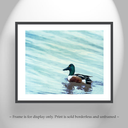 Minimalist Duck Bird Art Print as Wildlife Wall Decor